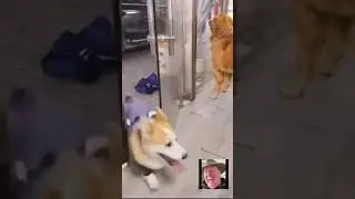 Two Dogs “Fight” Through a Glass Door — Until One Takes a Water Break