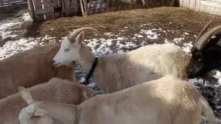 Коза болеет...