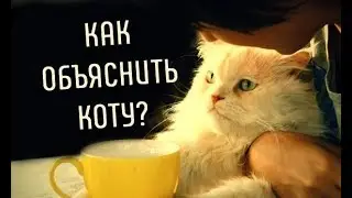 Как Объяснить Коту, что он НЕ ПРАВ?