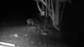 Wild boar. Wild boars on the feeder. Hunting and fishing. Photo hunting. Issue 173 #boar