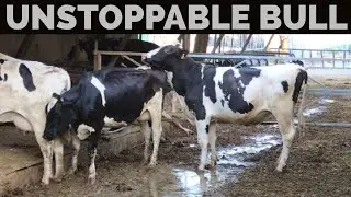 NEW YOUNG BULL MEETS TINY COW ! || Cow Breeding