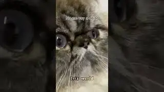 Que lindo gatito 😹#animalcomedyvideo