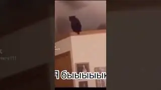 МЕМ №360 КОТ БЫК