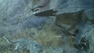 Wild Snow Leopard Cubs Playing