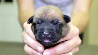 Critical Periods in Puppy Development - Neonatal Period (0-12 Days)