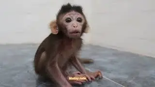 Much hungry milk poor baby monkey Ting Ting crying loudly