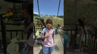 JOJO ZOO PARK 2023 08-14 鸚鵡互動