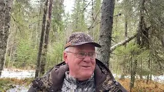 Маним рябчика голосом самки
