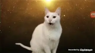 Как коты поют деспасито