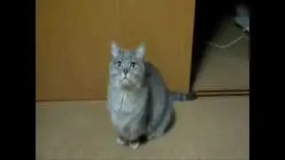 Hadi Anlat Bakalım Kedi Versiyon