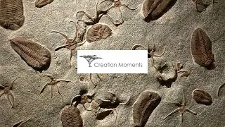 Fossil Inventory