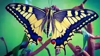 Timelapse Lifecycle of the common yellow old world swallowtail butterfly | Papilio machaon Info