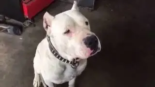Dogo argentino herkesi sevmez :D