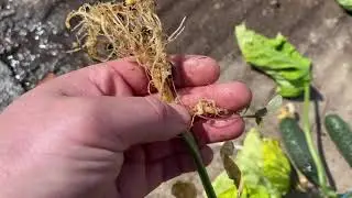 Nematodes in cucumbers: How to identify and fight them.