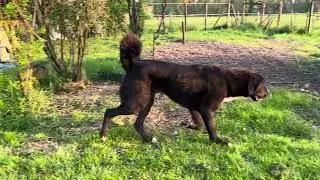 Cuccioloni di 15 mesi