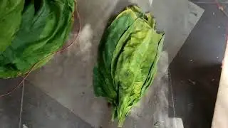Томление табачного листа в коробках