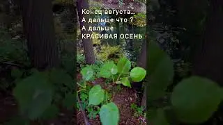 Август #август