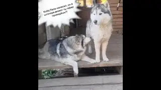 пятничные хаски и поздравления с днем рождения