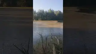 Мазуринское озеро в Балашихе - зона экологического бедствия.