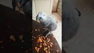 ✅ НЕ ЗАВОДИТЕ ЖАКО пока не посмотрите это видео 🐦 ЖАКО ПЕТРУНЯ 