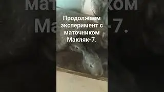 Маточник Макляк-7. Кажется получается.