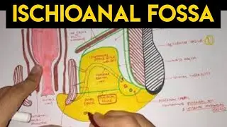 Perineum - 2 | Ischioanal Fossa
