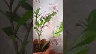 замиокулькас долларовое дерево