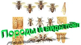 Профессор Кашковский про породы и виды пчёл