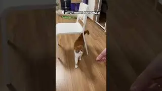 Угадайте сколько команд подряд сделает? #кот #cat #고양이 #cute #актив #врек