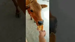 Feeding Helpless Cow #cow #video  #harekrishna #krishna #trending