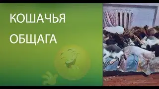 Кошачья общага