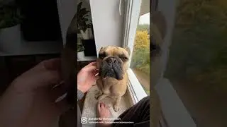 #dog #frenchie #собаки #animals