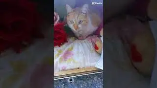 @Que gata é  essa??? Tuca Tuquinha