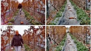 Последние подкормки,обработки  КЛУБНИКИ перед зимой, срочно нужно сделать пока ещё не поздно ❗