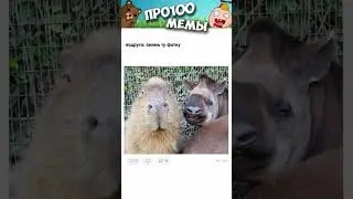 мемы про100 