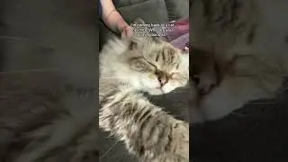 #catsvideo