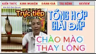 Tổng Hợp Giải đáp cách Chăm Chào mào Thay Lông phơi nắng, vào Lửa, tập Lực