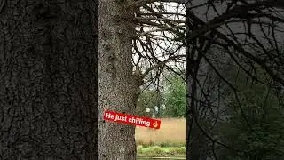 Squirrel just chilling with DEEZ NUTS HAHA
