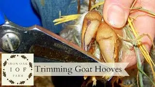 How to Trim Goat Hooves