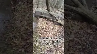 The Forest 💀