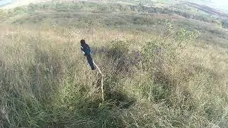 Сороки