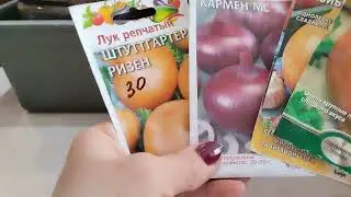 посев лука