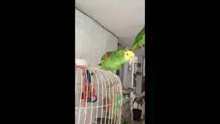 Holaaaa | Loro Kankan te saluda