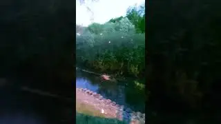 Май. Лягушачий концерт
