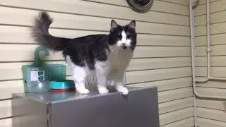 котики в приюте