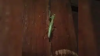 Смотри что богамол вытворяет😯😯😯