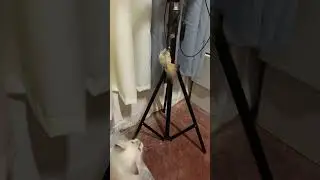 #cat #wildrabbits #animal #bunny #eaglet #birds #wildeagle #mammal #eagle #kitten #playing #parrot