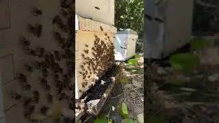 Healthy Beehive! 🐝 #shorts