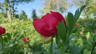 Printre bujori la Enisala