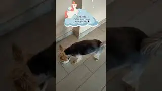 ПЭТСменю ресторан домашней еды для домашних питомцев. petsmenu.ru